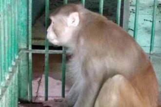 monkey india