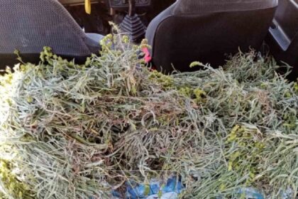 Iwannina louloudi Darbinou