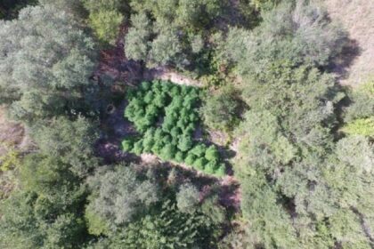 Kerkyra xasisofyteies