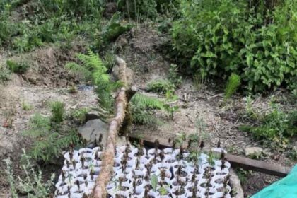 Thesprwtia fytwrio kannabis copy 1200x675