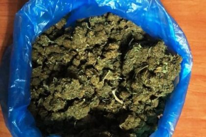 Xios metanastes kannabi