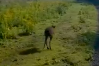 animal