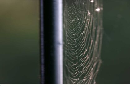 araxni 1200x928 copy 1200x675