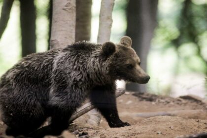 arkouda 1 1200x791 copy 1200x675