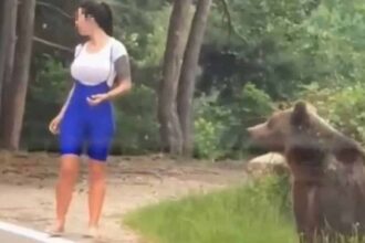 bear