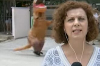 ert deinosauros