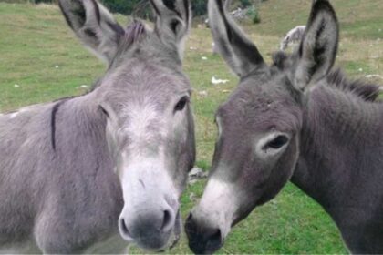 gaidouri moularia 780x405 copy 1200x675