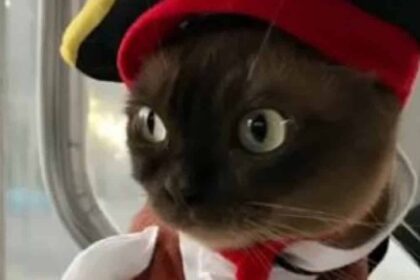 gata ntymeni peiratis