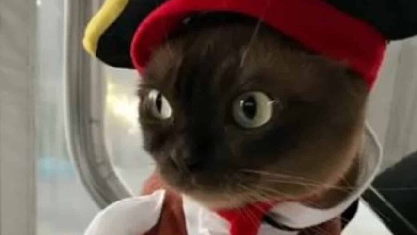 gata ntymeni peiratis