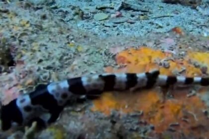 karxarias perpataei 2