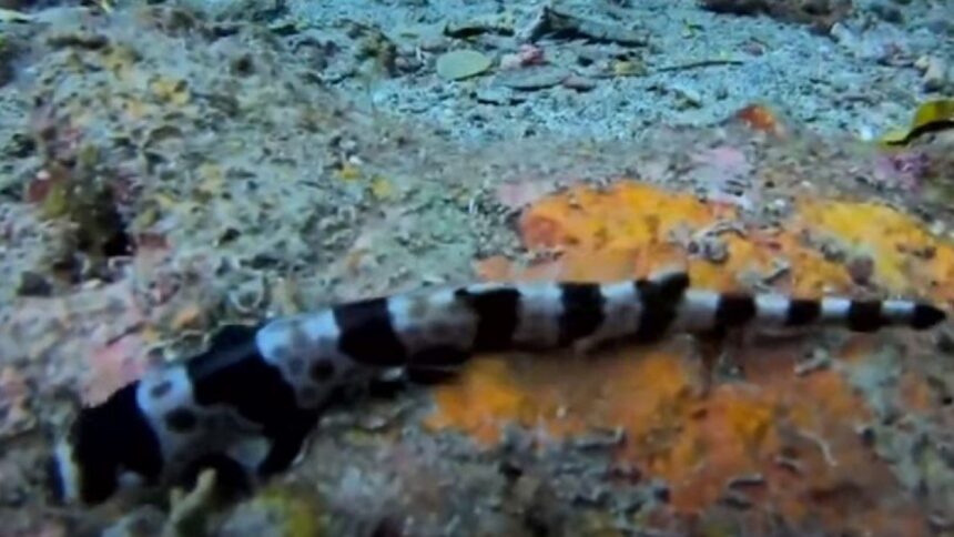 karxarias perpataei 2