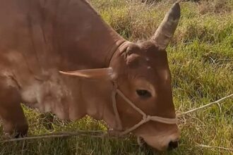 ox