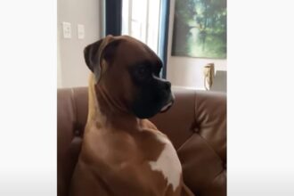 skilos video
