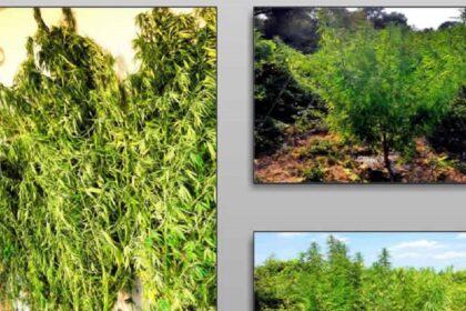 Trikala xasisodentra