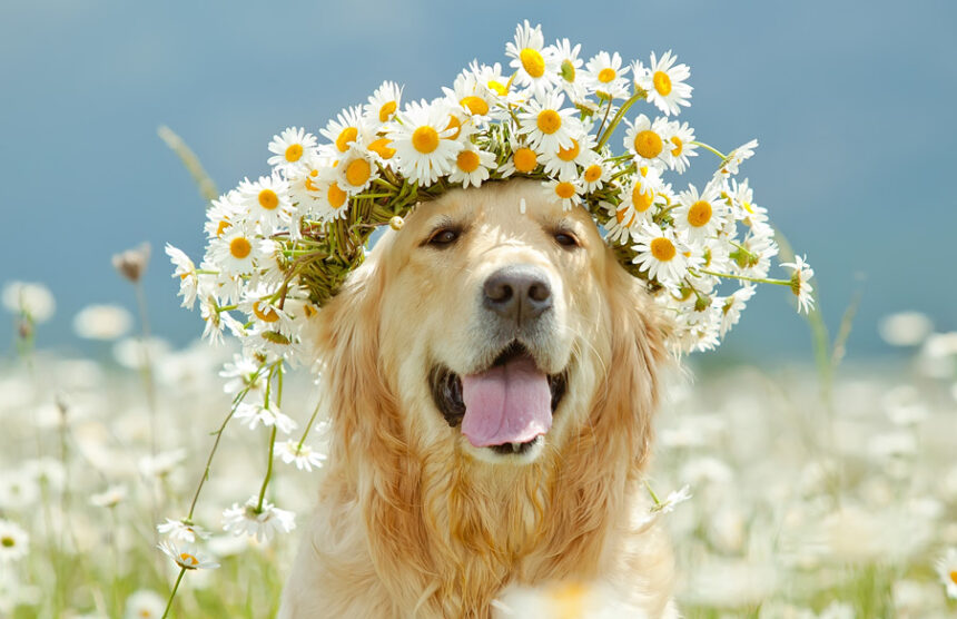 allergies kai skylos