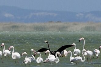 blackflamingo