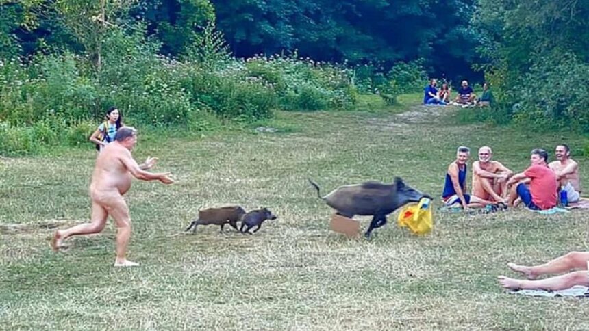 gimnistis agriogourouno