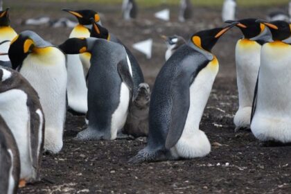 penguins 5414467 1280