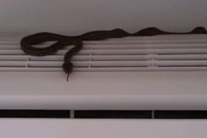 pythonas 0