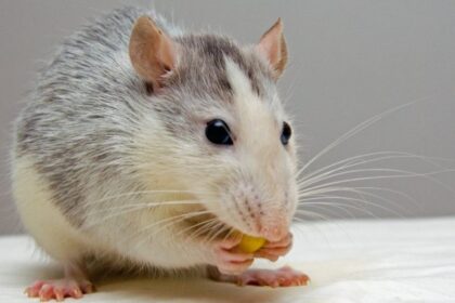 rat pets eat 51340 0 copy 1200x675