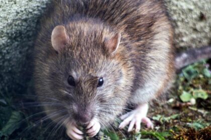 3A09F64D 9AF1 45C0 B4AD 3EA396CE9C55