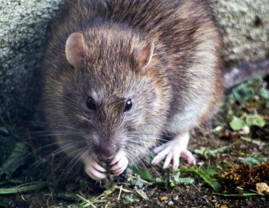 3A09F64D 9AF1 45C0 B4AD 3EA396CE9C55