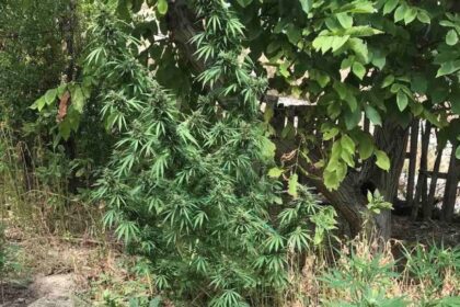 Hrakleio fyteia kannabi opla