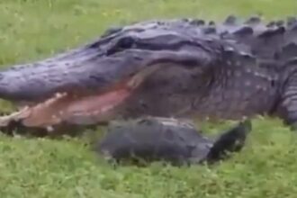 aligatoras xelwna