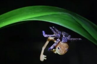 araxnh batraxos