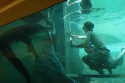 enydreio krokodeiloi