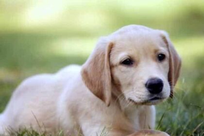 img83383 33a41e1cbcd7443a3a17011f63187bdf