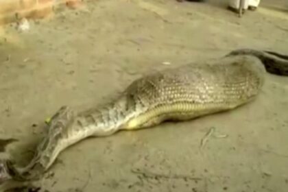 python india screenshot 0