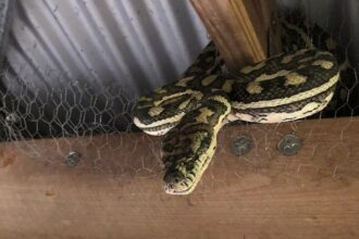 pythonas