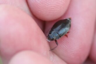 bug
