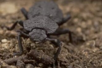diabolicalironcladbeetle pigipurdueuniversity erineasterling