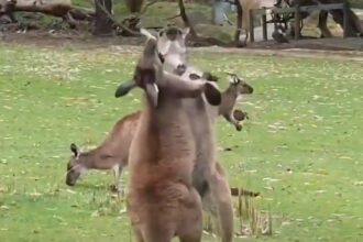 kagouro australia