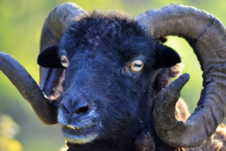 ram