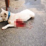 skylaki nikaia 1 scaled