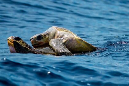 thalassiesxelones pixabay