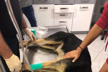 Επίθεση σε ζώα