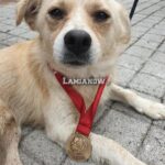 πουμπα 750x1000 1