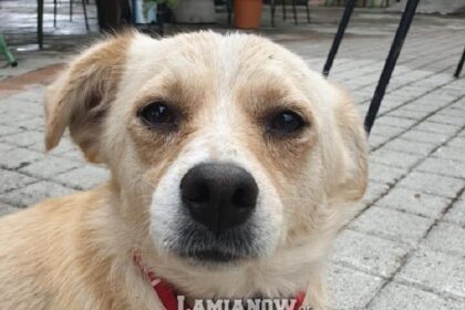 πουμπα 750x1000 1