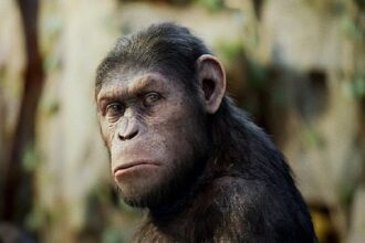 ape