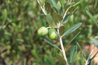 olives 1648883 960 720