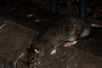 rats