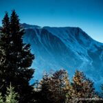 δεντρα μερκαδα 49