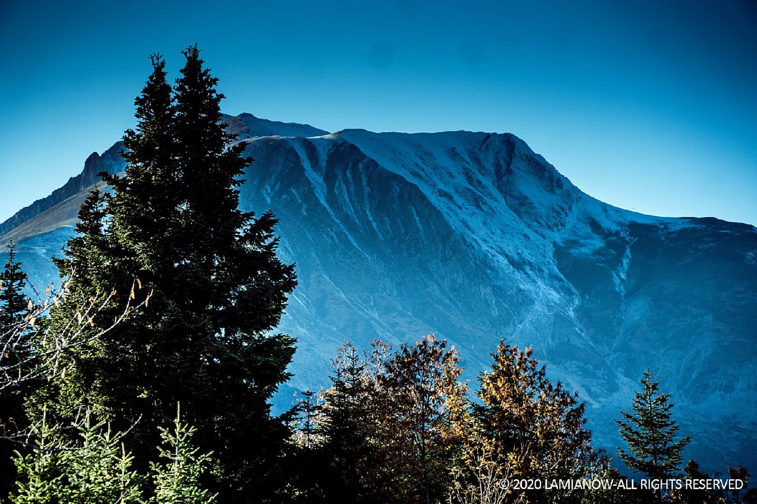 δεντρα μερκαδα 49