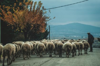 129074332 1054689131712737 5651965049649816494 n