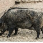 AGRIOGOUROUNO 1 scaled