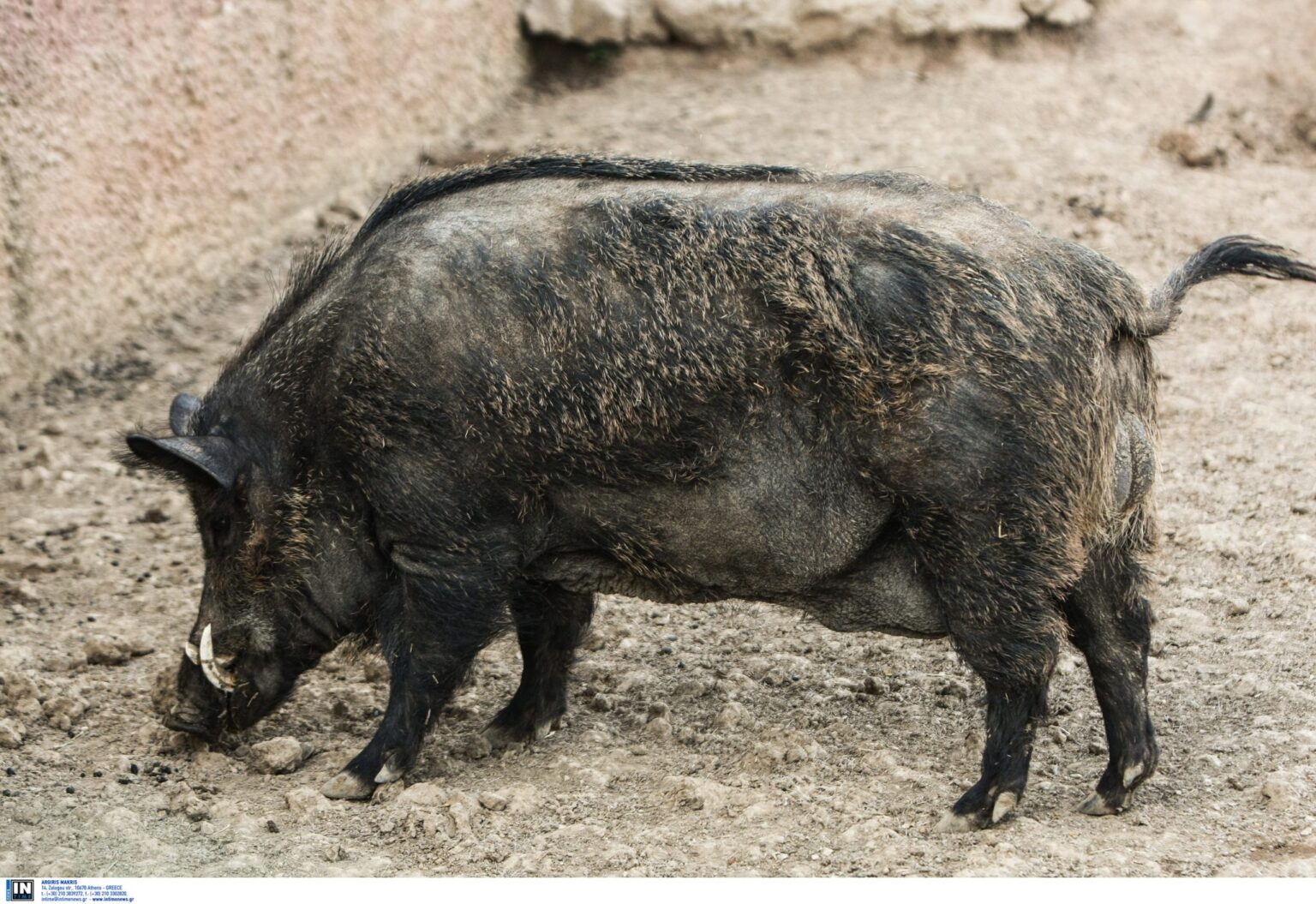 AGRIOGOUROUNO 1 scaled